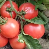 Ružičasti grm paradajz: karakteristike i opis sorte