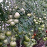 Paradajz pink raj f1