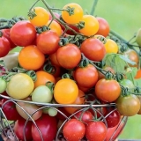 Pinokio paradajz: recenzije, fotografije