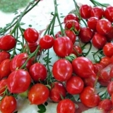 Geranium kiss paradajz: karakteristike i opis sorte