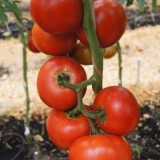 Tomato president 2 f1