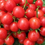 Paradajz ruže vjetrova: karakteristike i opis sorte