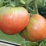 Ružičasti kit paradajz