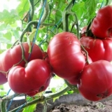 Roze medeni paradajz