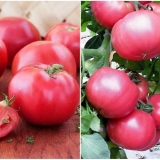 Mesnati ružičasti paradajz