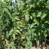 Ružičasti sibirski tigar paradajz