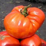 Paradajz šećerni div: karakteristike i opis sorte