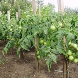 Paradajz standardni krupnoplodni