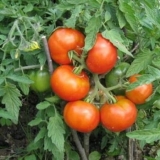 Sibirski paradajz ranog zrenja
