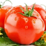Utor za paradajz: karakteristike i opis sorte