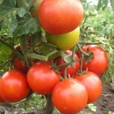 Snježne padavine paradajza f1: karakteristike i opis sorte