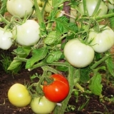 Paradajz snježni leopard: karakteristike i opis sorte