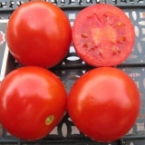 Soleroso od rajčice: karakteristike i opis sorte