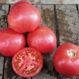 Tarpan od paradajza: karakteristike i opis sorte