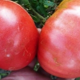Paradajz titanijum: recenzije + fotografije