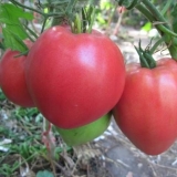 Sibirski teški paradajz: recenzije, fotografije