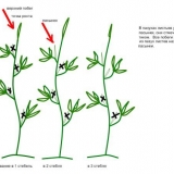 Torbay f1 paradajz: karakteristike i opis sorte