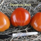 Paradajz jutarnja rosa