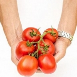 Paradajz visokog društva