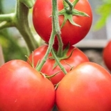 Paradajz verochka f1: recenzije sa fotografijama, opis sorte paradajza, sadnja i njega