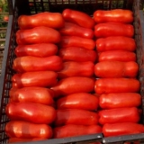 Veseli gnom od rajčice: recenzije, opis niza sorti