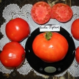 Paradajz vova putin: recenzije i karakteristike sorte