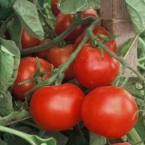 Eksplozija paradajza: karakteristike i opis sorte