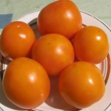 Zlatna svekrva paradajz: karakteristike i opis sorte