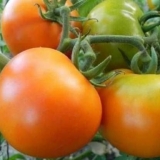 Zlatni svekrvni paradajz: recenzije, fotografije