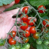 Paradajz balkonsko čudo: njega kod kuće