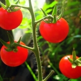 Cherry paradajz: opis sorti sa fotografijama