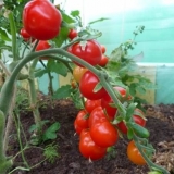 Cherry paradajz: sorte za staklenik