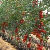 Paradajz determiniran i neodređen