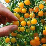 Paradajz determinantnih sorti za otvoreno tlo