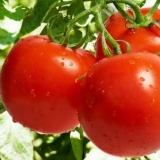 Paradajz sibirske selekcije za plastenike