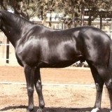 Trakehner rasa konja