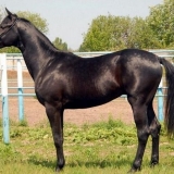 Trakehner rasa konja