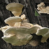 Grbavi trametes (gljiva grbavca): fotografija i opis, primjena