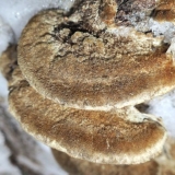 Trametes troga: fotografija i opis