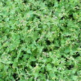 Američka trava: opis korova, svojstva, kako se povući