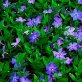 Biljka zelenkasta: ljekovita svojstva i kontraindikacije, fotografija, upotreba u tradicionalnoj medicini