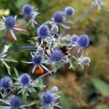 Biljka čička: opis, svojstva i upotreba