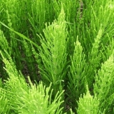 Trava preslice: opis, svojstva i upotreba