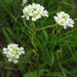 Trava štuca sivo-zelena (siva): fotografija, karakteristike, ljekovita svojstva i primjena