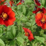 Potentilla zeljasta trava: opis, sadnja i njega