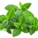 Trava nane: opis, svojstva i upotreba