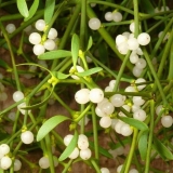 Trava imele: opis, svojstva i upotreba