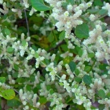 Napola pala trava: opis, svojstva, primjena