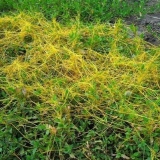 Dodder trava: opis korova, svojstva, kako se boriti