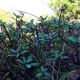 Trava sagan dailya: opis, svojstva i karakteristike